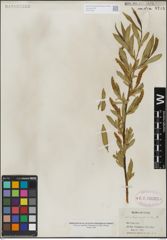 Foto von Salix lasiandra Benth.